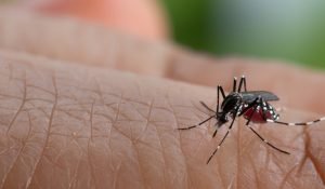 Premier Nation | विश्व मलेरिया दिवस आज-व्हाट्सएप, सोशल मीडिया और फेसबुक...